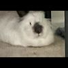 rabbitbunny2536